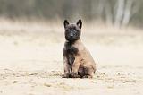 MALINOIS 635